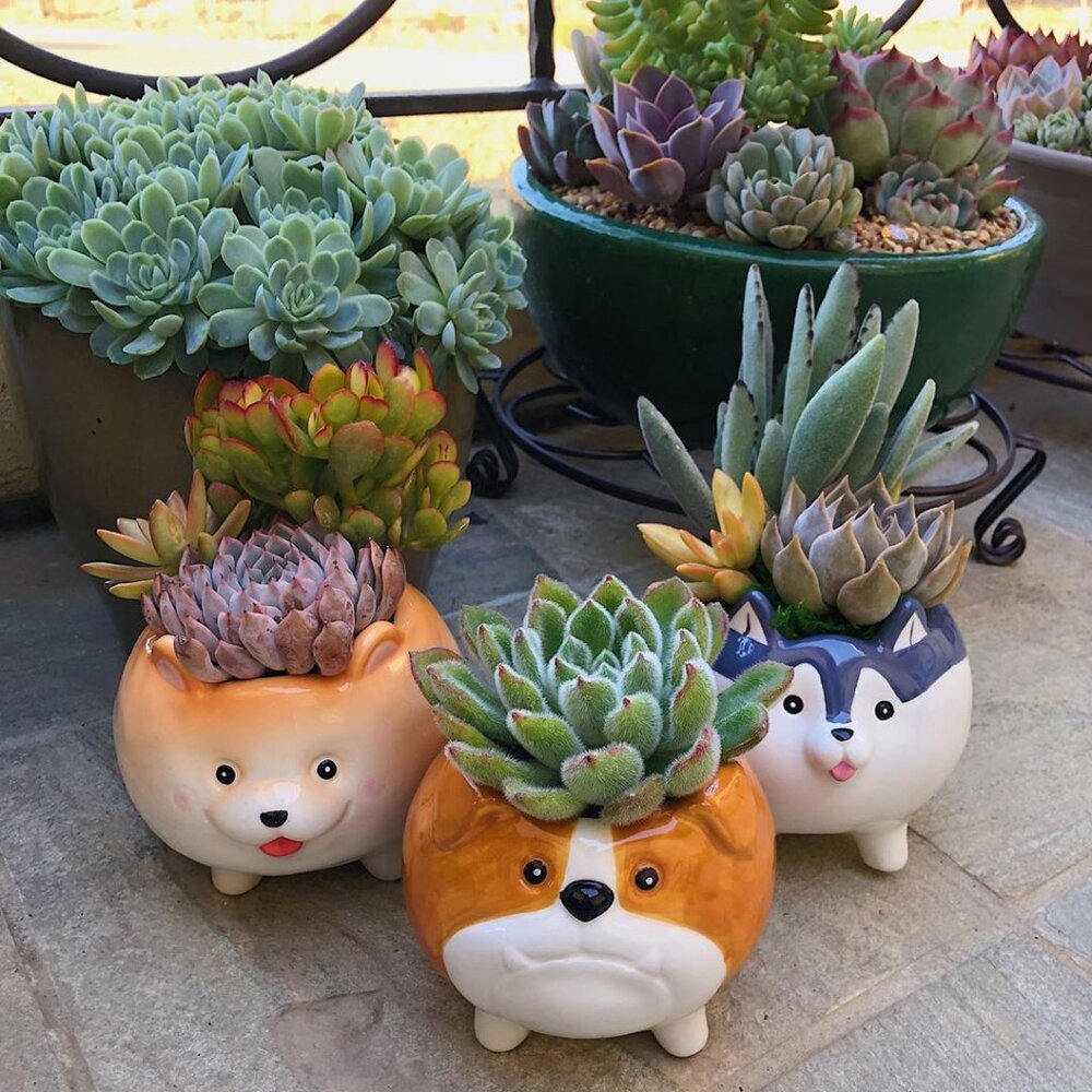 Puppy Dog Flower Pot Succulent Cactus Pomeranian Husky Bulldog Planter Drainage